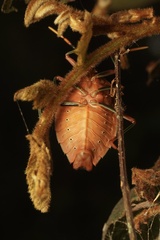 Stilida indecora