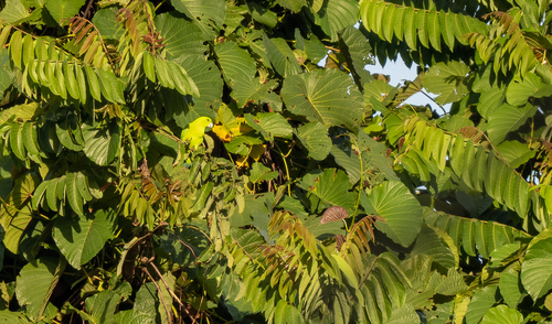 Green Racket-tail (Prioniturus luconensis), photo 7