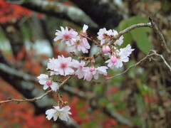 Prunus serrulata