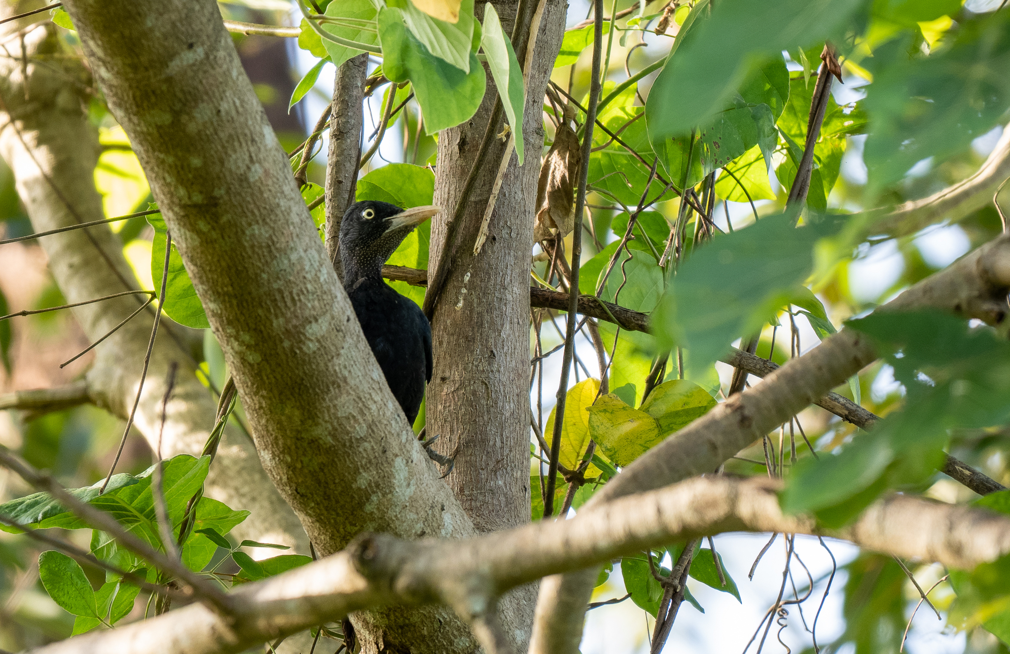 Northern Sooty Woodpecker (Mulleripicus funebris), photo 4