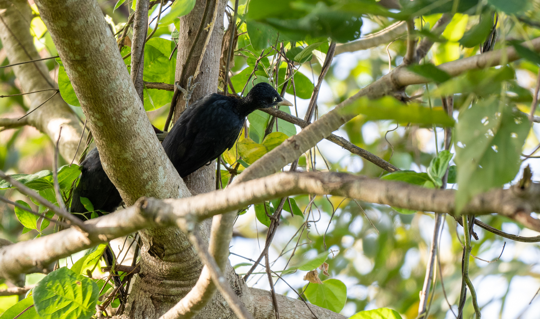 Northern Sooty Woodpecker (Mulleripicus funebris), photo 5
