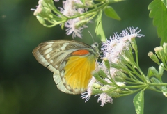 Delias descombesi