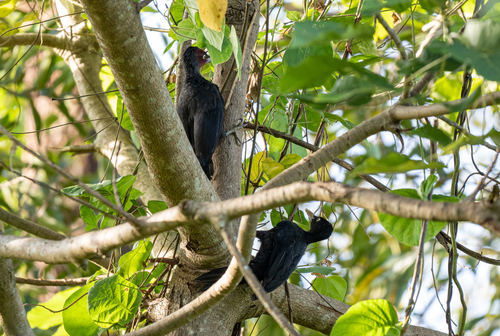 Northern Sooty Woodpecker (Mulleripicus funebris), photo 10