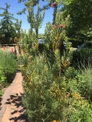 Leucospermum lineare × reflexum