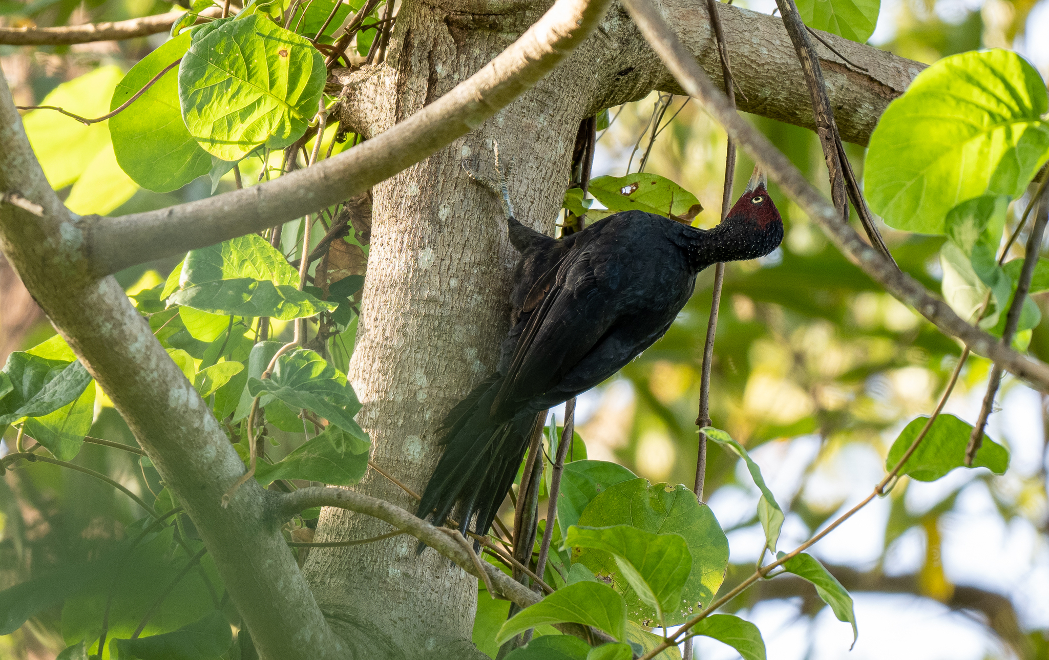 Northern Sooty Woodpecker (Mulleripicus funebris), photo 7