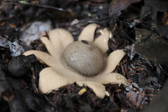 Geastrum hieronymi