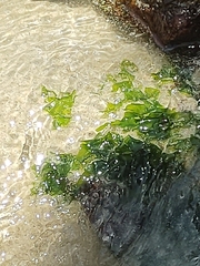 Ulva lactuca