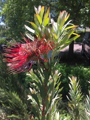Leucospermum lineare × reflexum