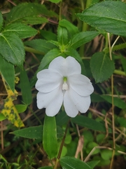 Impatiens platypetala