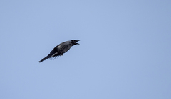 Analisoma coerulescens