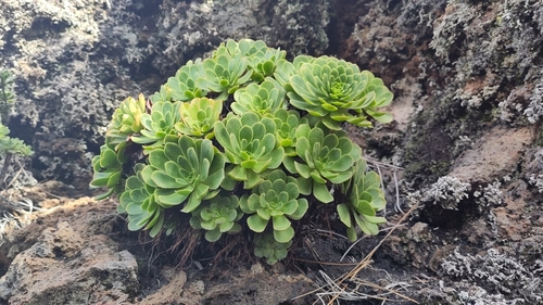 Aeonium ×cabrerae image