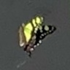 Graphium macleayanus moggana