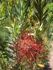 Leucospermum lineare × reflexum