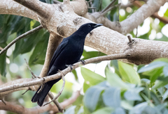 Analisoma coerulescens