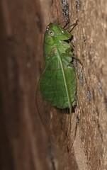 Chlorocysta vitripennis