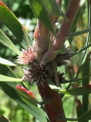 Leucospermum lineare × reflexum