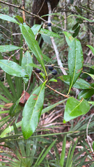 Cartrema americana