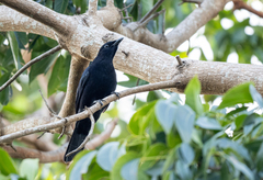 Analisoma coerulescens