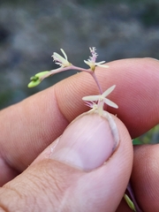 Petiveria alliacea