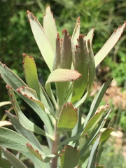 Leucospermum lineare × reflexum