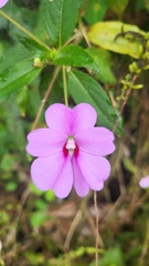 Impatiens platypetala