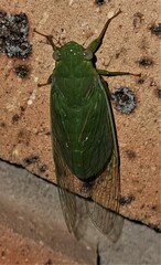 Chlorocysta vitripennis