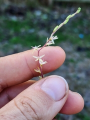 Petiveria alliacea