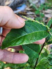 Petiveria alliacea
