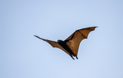 Pteropus vampyrus