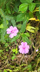 Impatiens platypetala