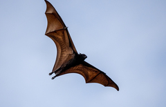 Pteropus vampyrus