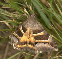 Grammodes euclidioides