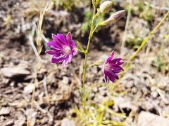 Malesherbia linearifolia