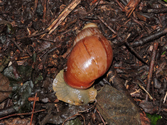 Megalobulimus oblongus