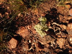 Raphionacme galpinii