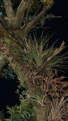 Tillandsia utriculata