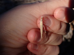 Oecanthus dulcisonans
