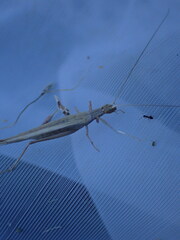 Oecanthus dulcisonans
