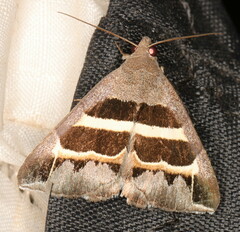 Grammodes exclusiva