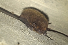 Eptesicus nilssonii