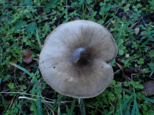 Ljepljiva tobolčarka (Volvopluteus gloiocephalus)