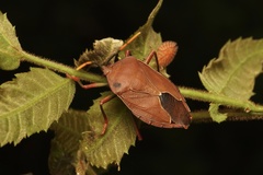Stilida indecora