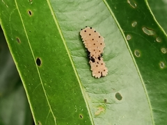 Pompelon marginata