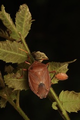 Stilida indecora