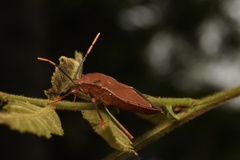 Stilida indecora