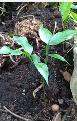 Melicoccus bijugatus