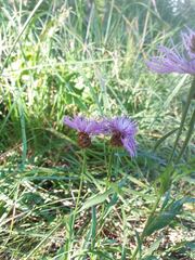 Centaurea jacea