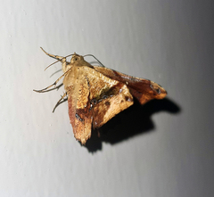 Garaeus