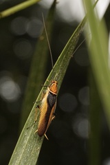Pseudophyllodromiinae