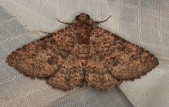 Heteropalpia cortytoides